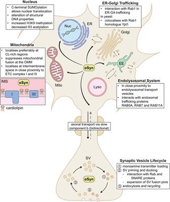 Lipids and α-Synuclein: adding further variables to the equation